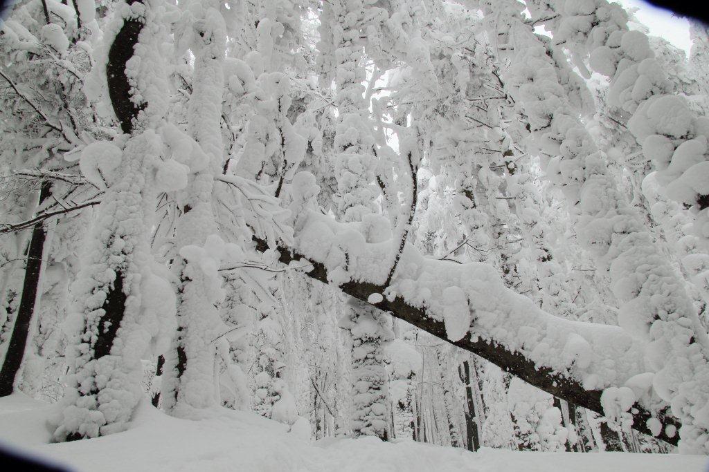 Alberi d''inverno... un invito